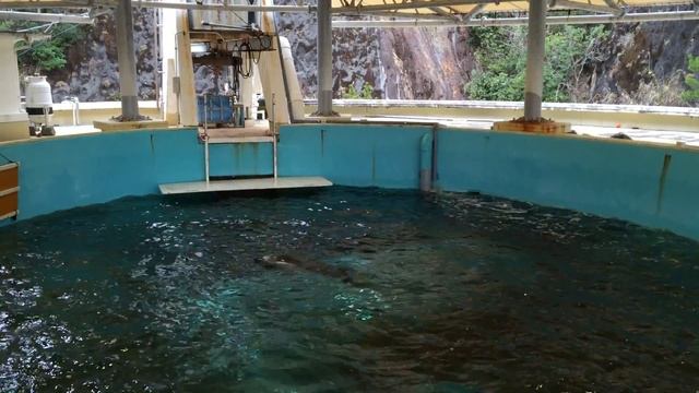 Тайцзи, Музей китов - Taiji Whale Museum - Шоу с дельфинами - 11 смотреть онлайн