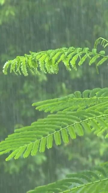 Relaxing rain sounds aesthetic video #rain #relaxing #relaxingmusic #chill #nature #calmmusic смотреть онлайн