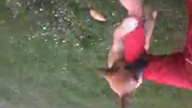 Собака кусака смотреть онлайн