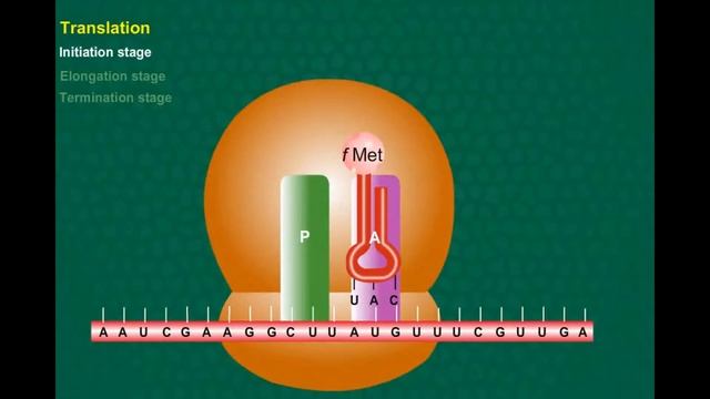 mRNA TRANSLATION AND PROTEIN SYNTHESIS смотреть онлайн