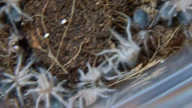 G. rosea 2nd instar смотреть онлайн