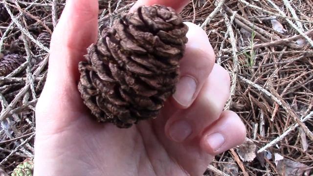 Giant Sequoia смотреть онлайн