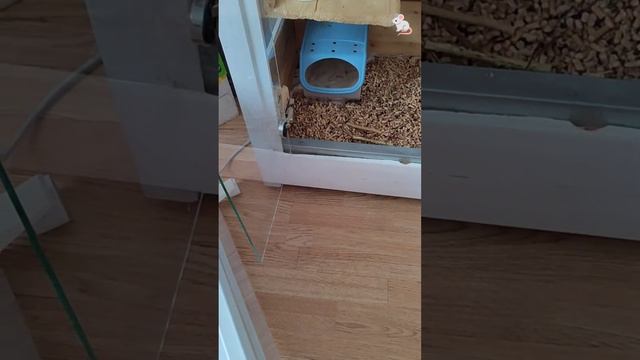 Мара на прогулке, Лада дрифтует😆😆😆 Белки дегу❤🔥❤🔥 смотреть онлайн
