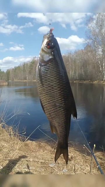 Весна пришла Плотва ПОШЛА#shorts смотреть онлайн