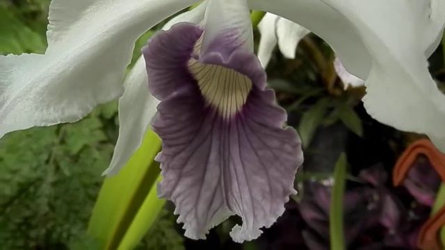 Laelia purpurata 2017 смотреть онлайн