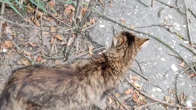 #незнакомаякошка Она не сказала:"МЯУ"! смотреть онлайн