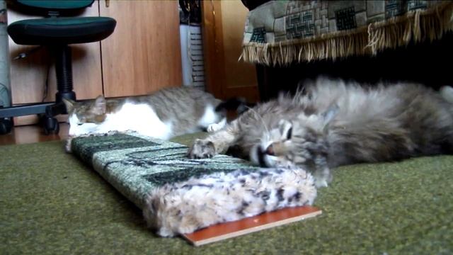 Манюня, Барсик и новая когтеточка | New scratching post смотреть онлайн