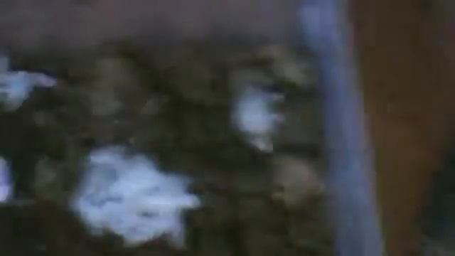 Simple Manmade Carpenter Ant Colony смотреть онлайн