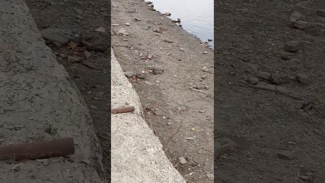 Каменск Шахтинский есть мост,но за переправу нужна капуста смотреть онлайн