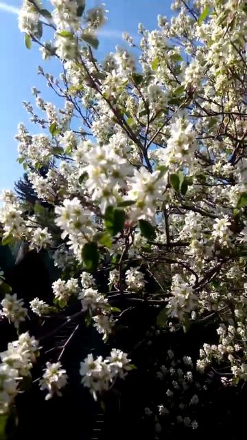 Цветущая ирга