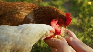 Домашние животные для детей Учим названия и звуки животных