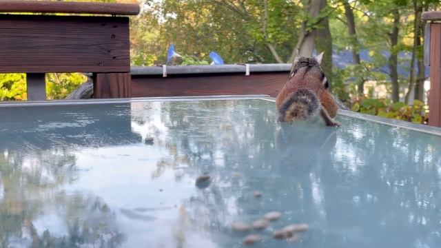 シマリスが一粒残さず食べてくれる姿に癒される🥰 #20「野生のシマリスにエサをあげてみた」（字幕有り） / #20 Feeding Wild Chipmunk