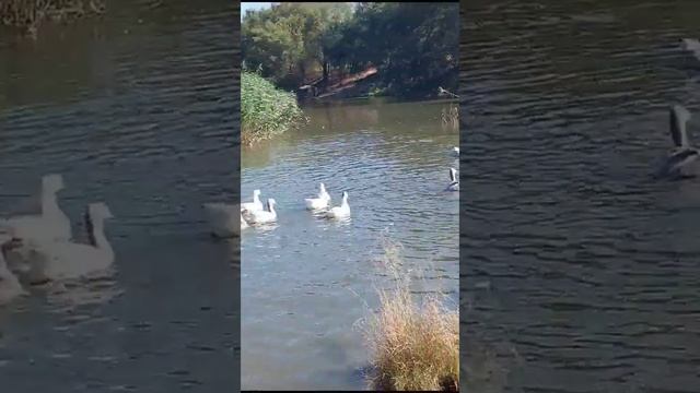 ЧУДО ПРИРОДЫ, ГУСИ.(стадное чуство). смотреть онлайн