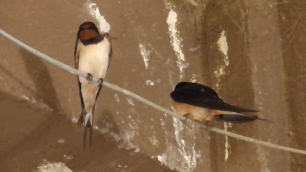 Пение деревенских ласточек(Hirundo rustica)
