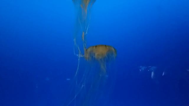 chrysaora pacifica水母jellyfish смотреть онлайн