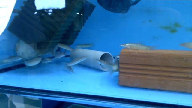 Botia helodes, Sekavka tygrovaná смотреть онлайн