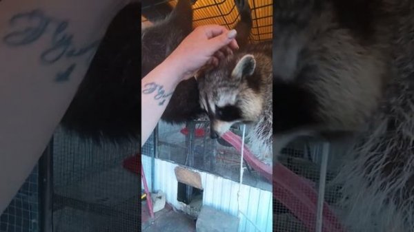 тот самый енот Илюша #енотилюша #помощьбездомнымживотным #ямыилюша #анапа