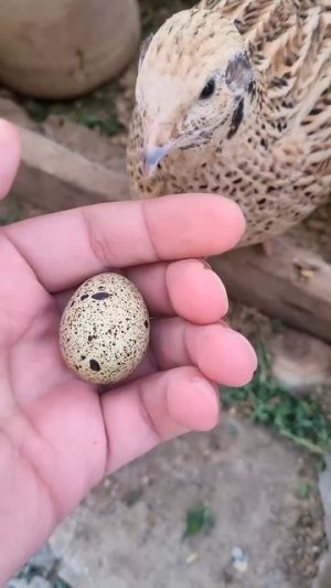 Waiting for the quail to lay eggs #quail #egg