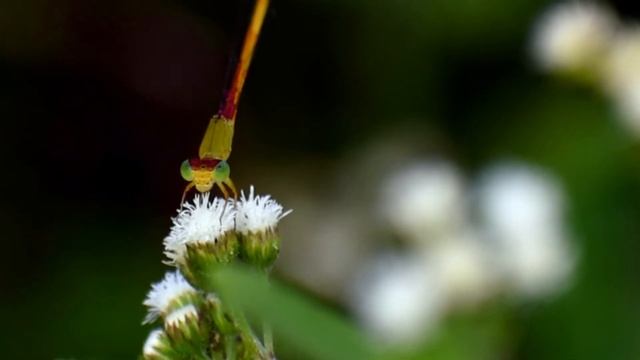 grasshopper videography / @rhino #photo grasshopper / #grasshopper grasshopper @Shraboni and Soumil смотреть онлайн