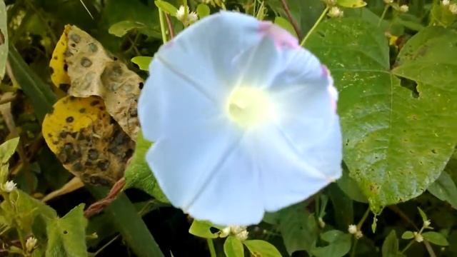 Flores exóticas na beira da linha. смотреть онлайн