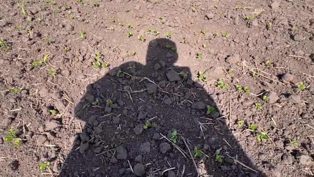 Перші сходи сої❗️Сіяла ДЕМЕТРА 🇺🇦❗️ смотреть онлайн