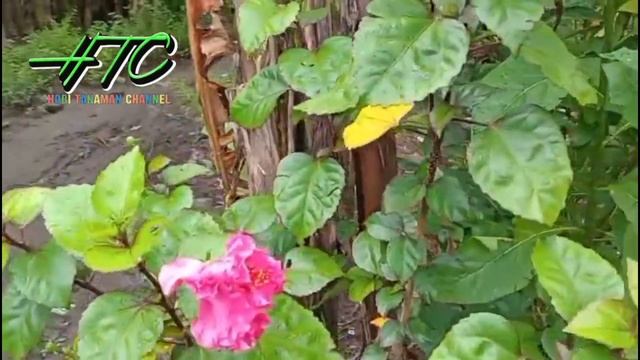 Cara Merawat Bunga Sepatu #tanaman #tanamanhias #bungasepatu смотреть онлайн