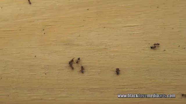 Ant War смотреть онлайн