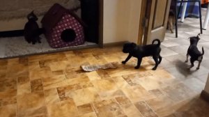 Тихий домашний вечер питомника Скарадомка