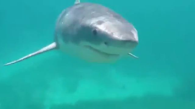 Great White Shark - Here Sharky, Sharky смотреть онлайн