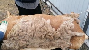 Стрижка овец машинкой Кайсон, 12.05. 24 года.