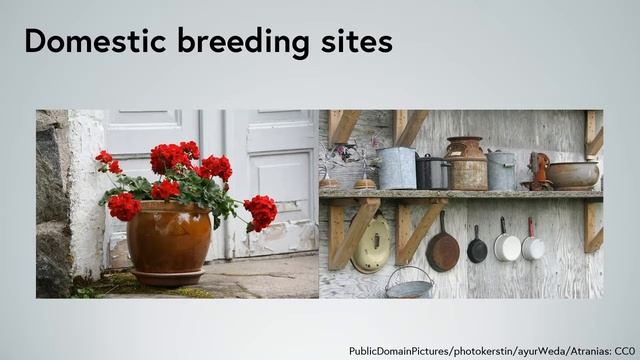 Zika: Where do you find Aedes larvae? (2.4) смотреть онлайн