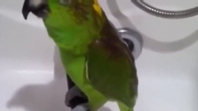 🔴 ВОТ ЭТО ЧУДО В ПЕРЬЯХ