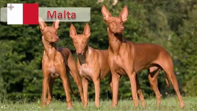 National Animals of the world | knowledge Trends смотреть онлайн