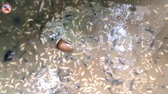 25000 LITERS FISH TANK|BIOFLOC FISH FARMING IN TAMIL|SNAKE HEAD MURREL&TILAPIA FISH|@elitefishes