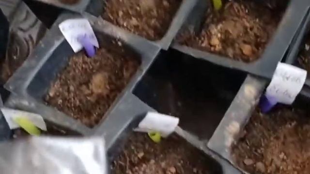 Уборка в квартире, ..Посеяла рассаду перца и цветов. смотреть онлайн