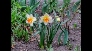 Весеннее - цветы, котики