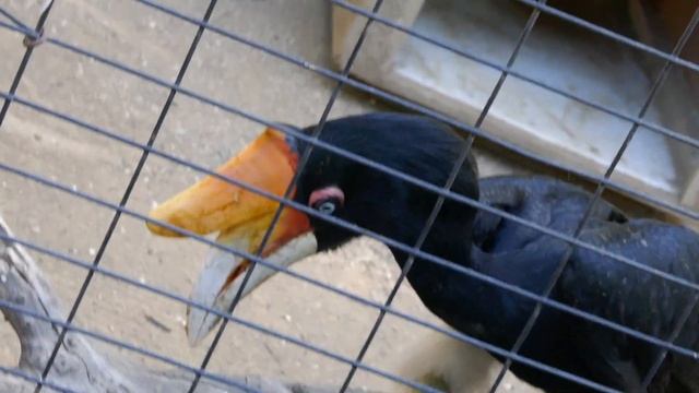 Rhinoceros Hornbill LA Zoo Los Angeles California USA October 16, 2023 Conservation Animals Heatwav смотреть онлайн