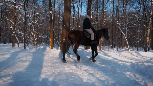 Лыжник, белки и даже лошади в зимнем парке смотреть онлайн