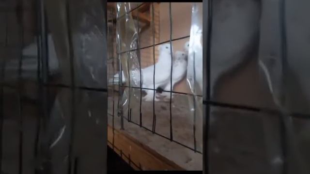 Андижанский голубиный рынок смотреть онлайн