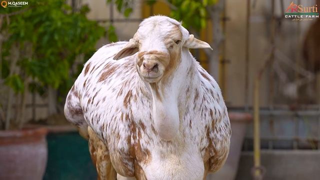 Biggest Sudani Dumba From Ar Surti Cattle Farm смотреть онлайн