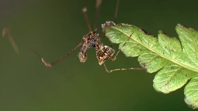 Pelican Spiders... Cannibal spider assassin смотреть онлайн