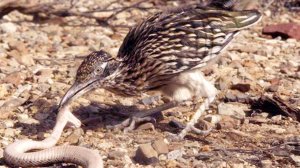 Калифорнийская кукушка – охотник на ЗМЕЙ и самый быстрый бегун!