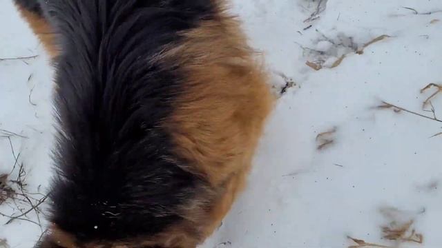 Range Rover Vogue / Rzeka Radomka / Owczarek Niemiecki / m57 3.0 diesel BMW / Przysucha смотреть онлайн