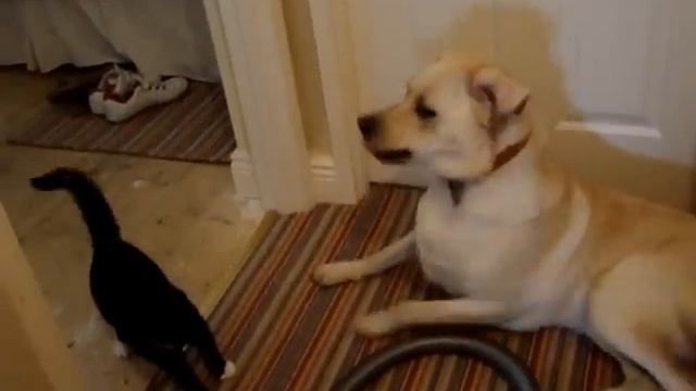 Kitten VS (Lab) Labrador Must Watch Funny (Fight) смотреть онлайн