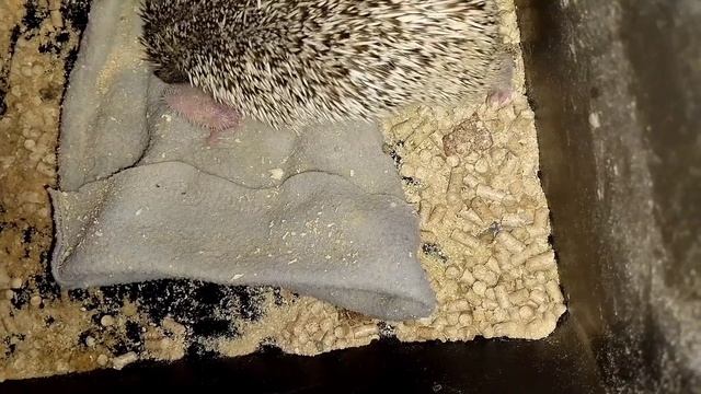 😱 Ёжик Фрида паникует (. Frida The Hedgehog Panics(. #ezhikafro #hedgehog #cutebaby #baby #animals