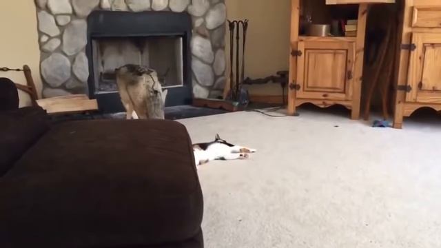 Котейка играет с волчицей смотреть онлайн