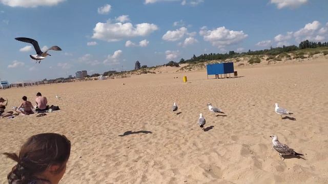 КОРМЛЕНИЕ НЕНАСЫТНЫХ ЧАЕК. ВИТЯЗЕВО смотреть онлайн