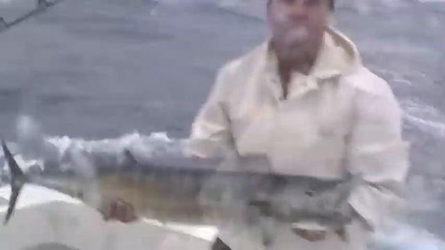 Blue Marlin In Bahamas