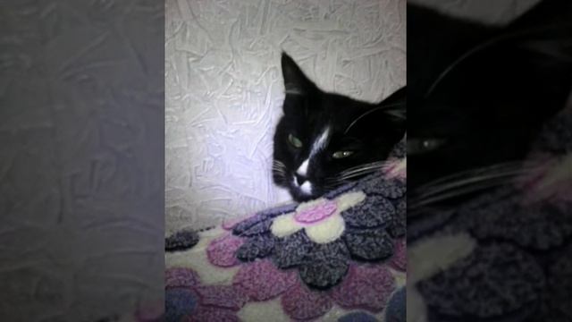 Моя кошка сошла с ума???? смотреть онлайн