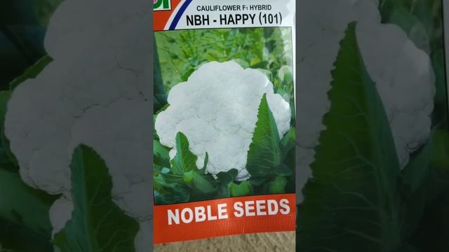 NOBEL SEEDS - NBH - HAPPY 101 F1 HYBRID CAULIFLOWER SEEDS (FULGOVI BEEJ) DETAILS KNOWLEDGE.....🥦🥦 смотреть онлайн
